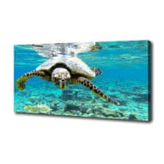 Wallmuralia Foto obraz na plátně Mořská želva 100x50 cm