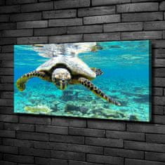 Wallmuralia Foto obraz na plátně Mořská želva 100x50 cm