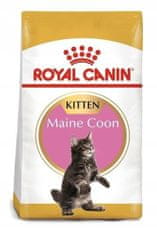 Royal Canin Maine Coon Kitten 10 kg granule pro mainská mývalí koťata