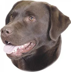 Nobby Nálepka Labrador tmavý 120x150mm