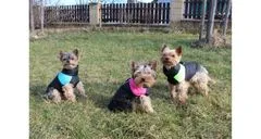Merco Vest Doggie kabátek pro psy růžová, XXL