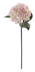 Shishi Hortenzie růžovo-smetanová, 70 cm