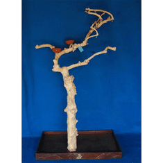 TERRA INTERNATIONAL BL6299, Strom z kávovníku v. 178 cm pro malé a střední papoušky