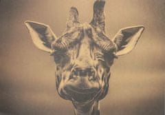 Tie Ler  Plakát Nostalgic Photo Žirafa, rozměr 35,5 x 51 cm 