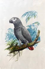 TERRA INTERNATIONAL Originál akvarel v kliprámu papoušek šedý (žako)
