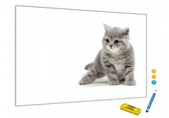 Glasdekor Metalová magnetická tabule - kočka - Rozměr metalová tabule: 600 x 900 mm