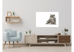 Glasdekor Metalová magnetická tabule - kočka - Rozměr metalová tabule: 600 x 900 mm