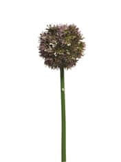 C7.cz Česnek okrasný - Allium Natasja lilková V60 cm