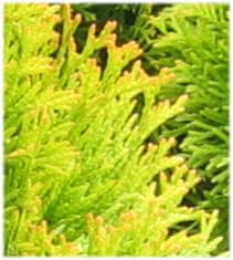 IGLACO Zerav západní Thuja occidentalis “Golden Smaragd” 90-110 cm