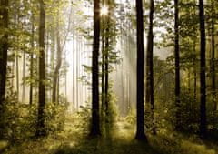AG Design Magický les, fototapeta, 360x254 cm