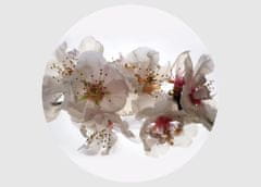 AG Design Květy sakury, fototapeta ekologická vliesová do obývacího pokoje, ložnice, jídelny, kuchyně, 70x70