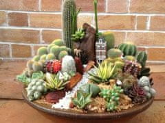 Kraftika 10 semen kaktusů, mix, exotické a vzácné sukulenty