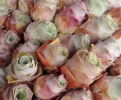 Kraftika 10 semen sukulentů greenovia aurea tenerife, horská růže