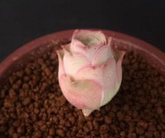 Kraftika 10 semen sukulentů greenovia aurea tenerife, horská růže
