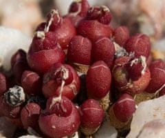 Kraftika 10 semen sukulentů oophytum nanum wintergrower