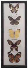 PETOS Trading Co. Obraz s motýli - Chain Swordtail, Dark Blue Tiger, Lemon Emigrant, Common Rose, Common Tiger
