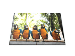 Glasdekor Krájecí podložka papoušek ara ararauna s banánem - Prkénko: 30x20cm