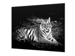 Glasdekor Ochranná deska bílý tygr, černý podklad - Ochranná deska: 70x70cm, Lepení na zeď: S lepením na zeď