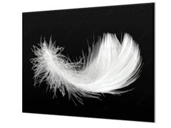 Glasdekor Ochranná deska bílé peří na černém - Ochranná deska: 55x55cm, Lepení na zeď: S lepením na zeď