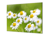 Ochranná deska květy heřmánku - Ochranná deska: 60x90cm, Lepení na zeď: S lepením na zeď