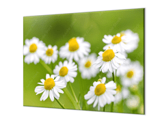 Glasdekor Ochranná deska květy heřmánku - Ochranná deska: 60x90cm, Lepení na zeď: S lepením na zeď