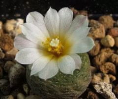 Kraftika 10 semen sukulentů blossfeldia liliputana, malý kaktus