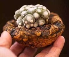 Kraftika 10 semen sukulentů blossfeldia liliputana, malý kaktus