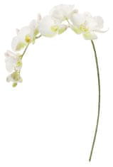 Shishi Orchidej (Phalaenopsis) bílo-zelená, 110 cm