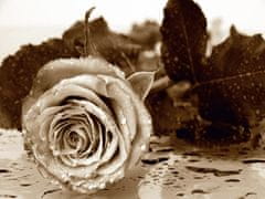 AG Design Černobílá růže, fototapeta, 360 x 270 cm