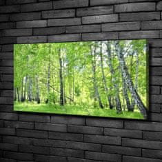 Wallmuralia Foto obraz canvas Břízový les 100x50 cm