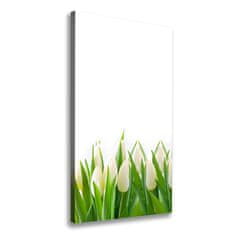 Wallmuralia Foto-obraz canvas do obýváku Bílé tulipány 50x100 cm