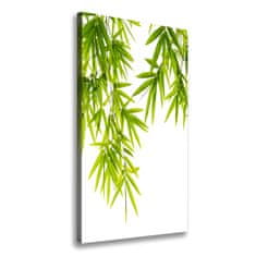 Wallmuralia Foto-obraz canvas do obýváku Bambus listí 50x100 cm