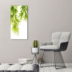 Wallmuralia Foto-obraz canvas do obýváku Bambus listí 50x100 cm