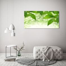 Wallmuralia Foto obraz skleněný horizontální Zelené listí 125x50 cm 2 úchytky