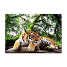Wallmuralia Foto obraz sklo tvrzené Tygr na skále 100x70 cm 2 úchytky
