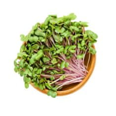 AUR Microgreens - kouzelná zahrádka, mikro bylinky - 2x semínka ředkvička