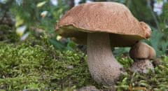PLANTO Hřib dubový (Boletus reticulatus)- mykorhyzní mycelium