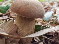 PLANTO Hřib dubový (Boletus reticulatus)- mykorhyzní mycelium