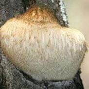 PLANTO Korálovec ježatý (Hericium erinaceus) 20 ks - podhoubí na kolících