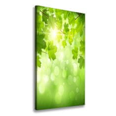 Wallmuralia Foto-obraz canvas do obýváku Zelené listí 50x100 cm