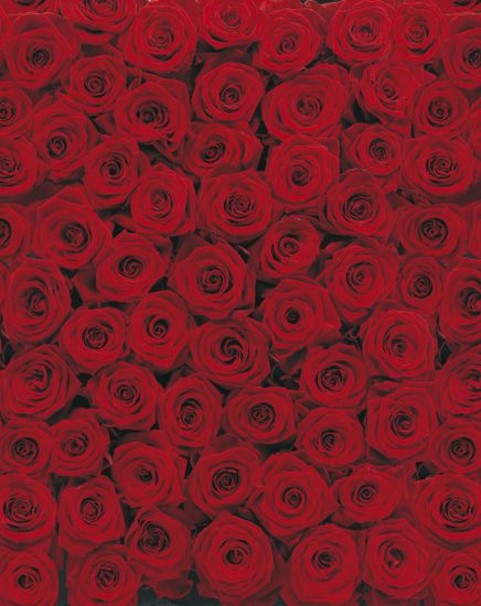 KOMAR Products papírová fototapeta Roses 4-077 Růže, rozměry 194 x 270 cm