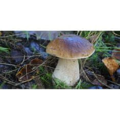 PLANTO Hřib smrkový ( Boletus edulis ) mykorhyzní mycelium PO-SM-HS
