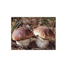 PLANTO Hřib smrkový ( Boletus edulis ) mykorhyzní mycelium PO-SM-HS