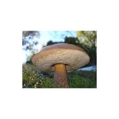 PLANTO Kozák březový ( Leccinum scabrum ) mykorhyzní mycelium