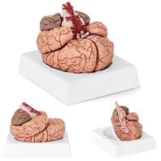 shumee Anatomický model lidského mozku, 9 prvků, měřítko 1:1