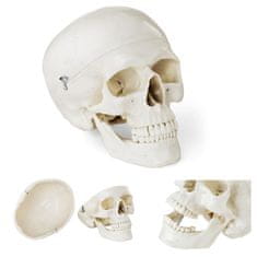shumee Anatomický model lidské lebky v měřítku 1:1 + zuby 3 ks.