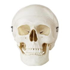 Greatstore Anatomický model lidské lebky v měřítku 1:1 + zuby 3 ks.