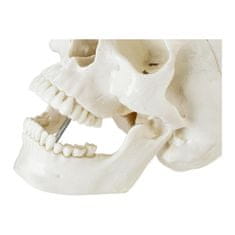 Greatstore Anatomický model lidské lebky v měřítku 1:1 + zuby 3 ks.