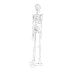 shumee Anatomický model lidské kostry 47 cm