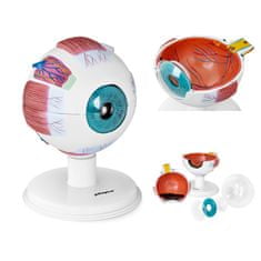 shumee Anatomický model oka lidské oční bulvy, 7 prvků